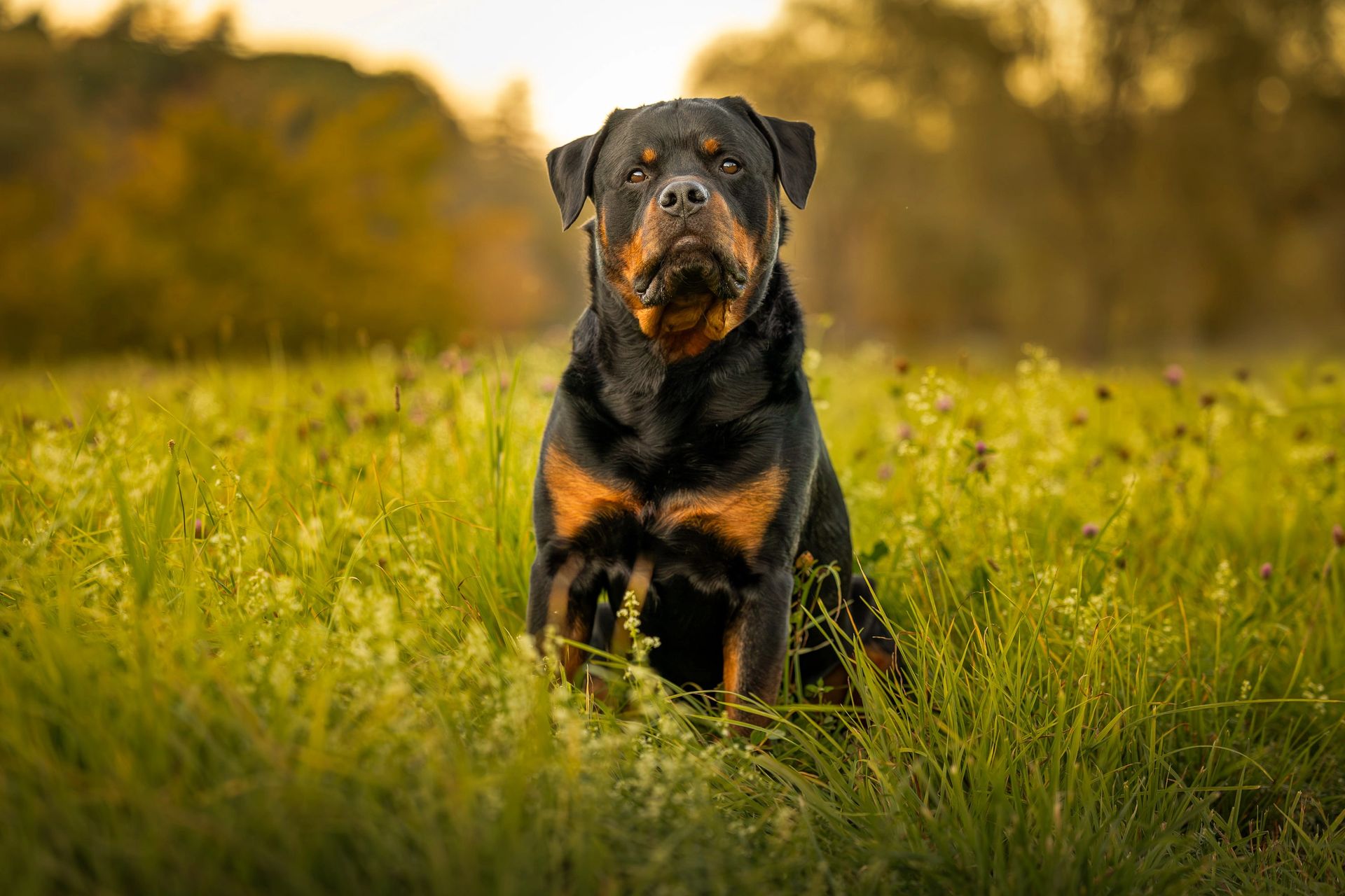 Dog portrait captured in a beautiful outdoor setting